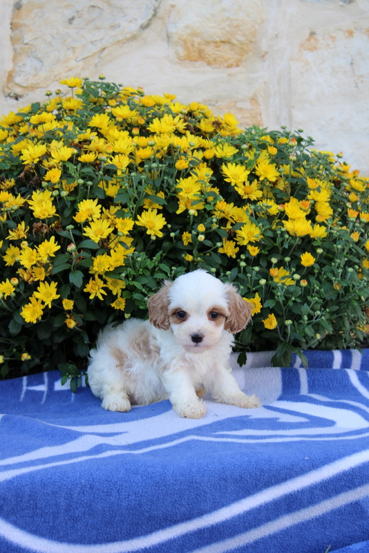 puppy, for, sale, Cavapoo, Matthew B. Stoltzfus, dog, breeder, Gap, PA, dog-breeder, puppy-for-sale, forsale, nearby, find, puppyfind, locator, puppylocator, aca